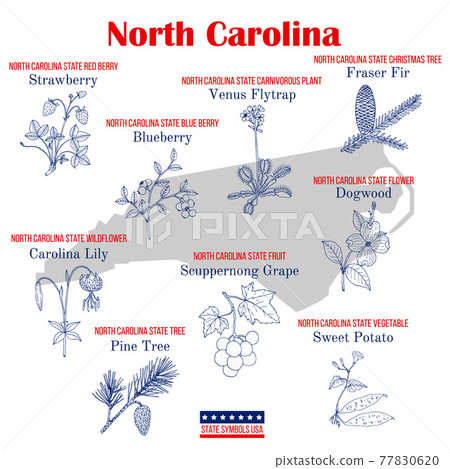 North Carolina. Set of USA official state symbols North Carolina. Set of USA official state symbols 77830620