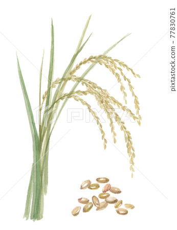 米飯和糙米 77830761