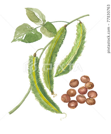 帶翅膀的豆子和種子與葉子 77830763