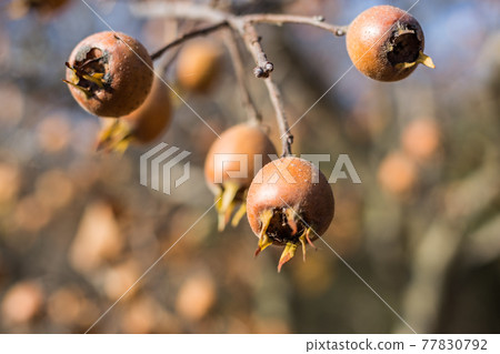 Ripe medlar fruits in autumn 77830792