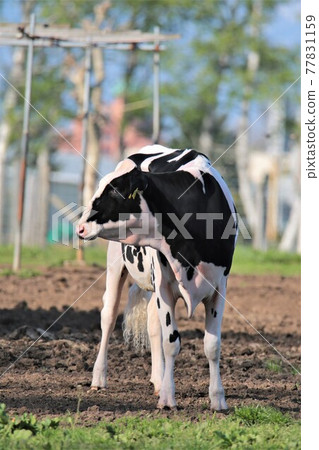 牧場景觀-荷斯坦 77831159