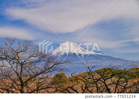 (Shizuoka) Tea plantations and Mt. Fuji waiting for spring (Shizuoka) Tea plantations and Mt. Fuji waiting for spring 77831214