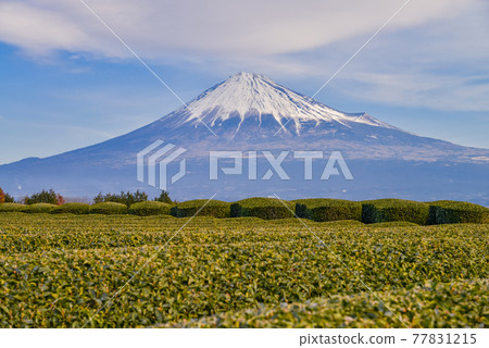 (Shizuoka) Tea plantations and Mt. Fuji waiting for spring (Shizuoka) Tea plantations and Mt. Fuji waiting for spring 77831215