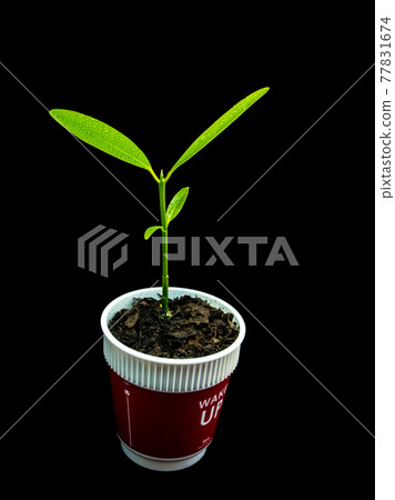 Bud leaves of young plant seeding in black background Bud leaves of young plant seeding in black background 77831674