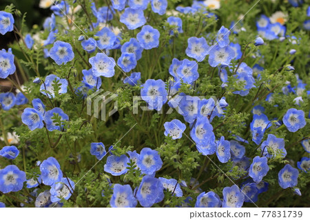 Nemophila 菌落被雨淋濕 77831739
