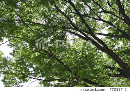 新鮮的綠色樹枝 新鮮的綠色樹枝 77831742