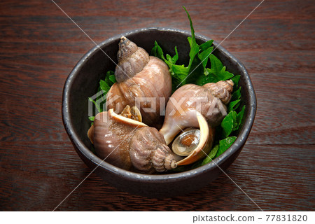 Boiled Hokkaido Ezobai shellfish 77831820