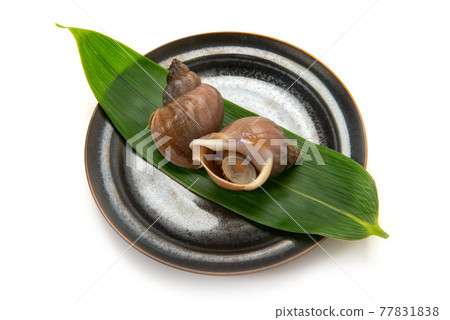 Boiled Hokkaido Ezobai shellfish Boiled Hokkaido Ezobai shellfish 77831838