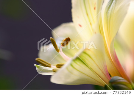 Alstroemeria Alstroemeria 77832149