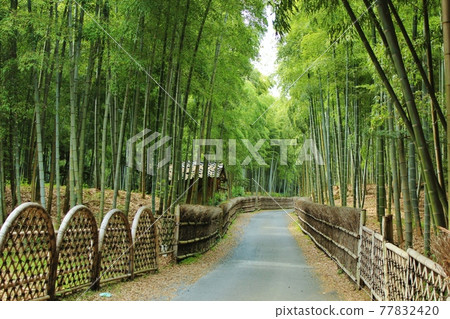 Bamboo grove in Kyoto, Muko city, bamboo diameter 77832420