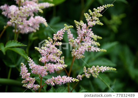 Astilbe (Awamori grass) 77832489