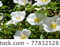 White rose (Cherokee rose) 77832528