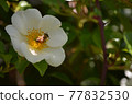 Bees and white roses (Cherokee roses) 77832530