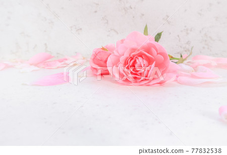 Pink roses and petals on white background. Perfect for background greeting cards and invitations of the wedding, birthday, Valentine's Day, Mother's Day. Pink roses and petals on white background. Perfect for background greeting cards and invitations of the wedding, birthday, Valentine's Day, Mother's Day. 77832538