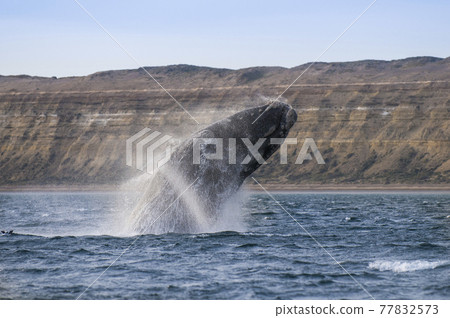 Whale Patagonia Argentina Whale Patagonia Argentina 77832573