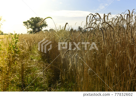 Wheat spikes ,cereal planted in La Pampa, Argentina 77832602