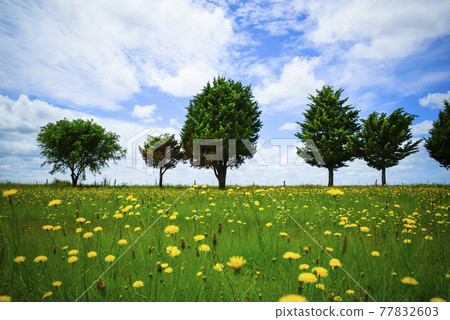 Flowery landscape, La Pampa, Argentina 77832603