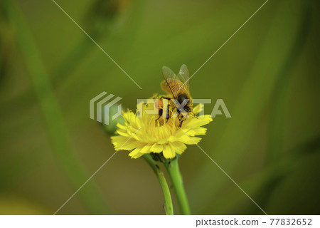Bee on a wild flower, Patagonia 77832652