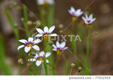  Niwazeki Show (Garden Iris) 77832959
