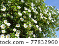 White rose (Cherokee rose) 77832960