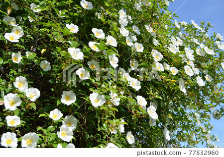 White rose (Cherokee rose) 77832960