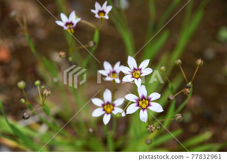  Niwazeki Show（花園虹膜） 77832961