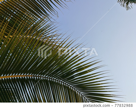 Coconut tree leaves Coconut tree leaves 77832988