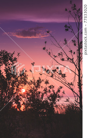 Colorful summer sunset, summer evening landscape 77833020
