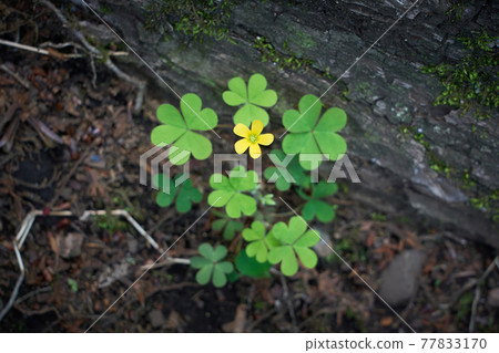 Oxalis flower (single flower) and surrounding leaves (plural) Oxalis flower (single flower) and surrounding leaves (plural) 77833170