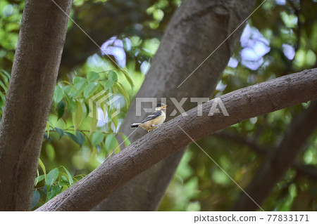 A juvenile great tit crowing with its mouth open on a branch (from the side) A juvenile great tit crowing with its mouth open on a branch (from the side) 77833171