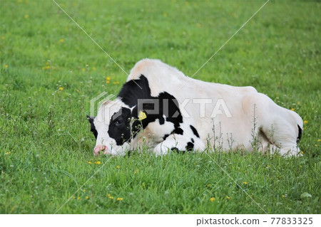 Ranch landscape-Holstein 77833325