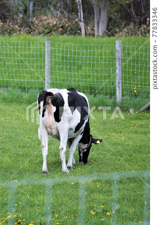 Ranch landscape-Holstein 77833346