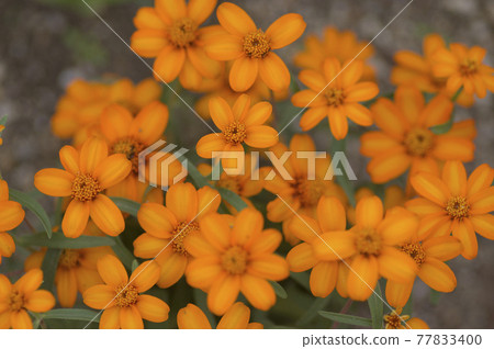 橙色的百日草花在公園裡盛開。名字是線性。 77833400