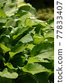 Summer garden green hosta (hosta) 77833407