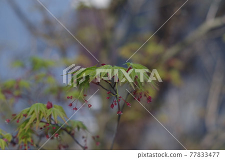 Aoba in early spring Aoba in early spring 77833477