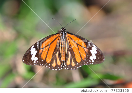 Danaus genutia 黑脈樺斑蝶 Danaus genutia 黑脈樺斑蝶 77833566
