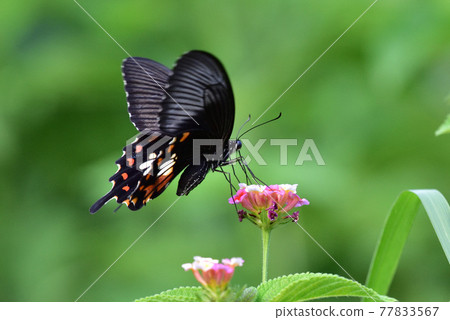 Papilio polytes 玉帶鳳蝶 Papilio polytes 玉帶鳳蝶 77833567