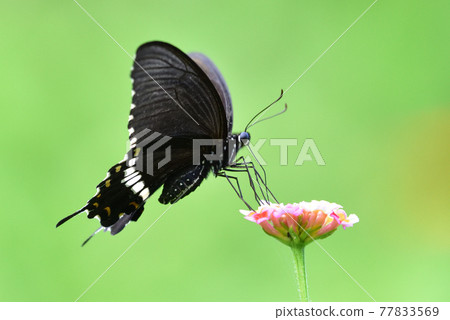 Papilio polytes 玉帶鳳蝶 Papilio polytes 玉帶鳳蝶 77833569