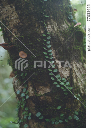 A pattern of plants found on the mountain path of Mt. Kaimondake, one of Japan's 100 famous mountains in Kagoshima Prefecture 77833623