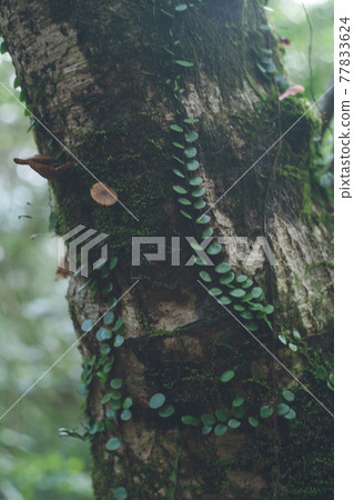 A pattern of plants found on the mountain path of Mt. Kaimondake, one of Japan's 100 famous mountains in Kagoshima Prefecture A pattern of plants found on the mountain path of Mt. Kaimondake, one of Japan's 100 famous mountains in Kagoshima Prefecture 77833624