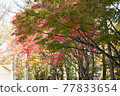Simple autumn leaves in a certain park 77833654