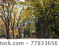 Autumn leaves arch in the town 77833656