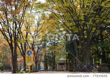 Autumn leaves arch in the town 77833656