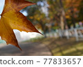 1 autumn leaves in the daytime park 77833657