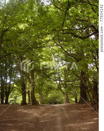 Hampstead Heath Hampstead Heath 77834142