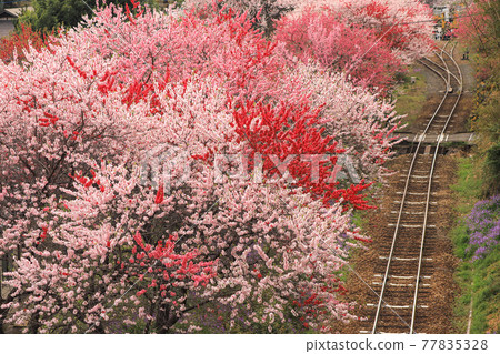 Watarase Valley Railway and Hanamomo Watarase Valley Railway and Hanamomo 77835328