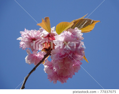 裡櫻 八重櫻 八重櫻 鈕扣櫻 77837075