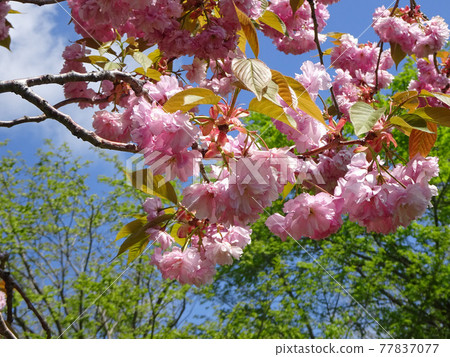 裡櫻 八重櫻 八重櫻 鈕扣櫻 77837077