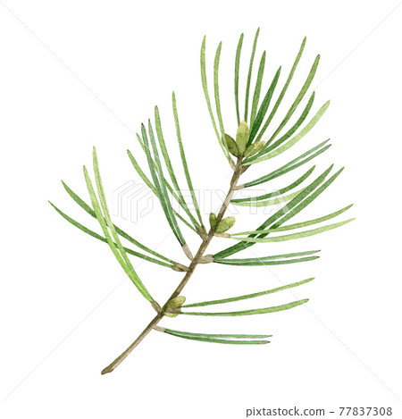 Pine tree branch. Watercolor illustration. Hand drawn evergreen pine tree element. Spruce branch with evergreen needles. Traditional festive decor fir object on white background Pine tree branch. Watercolor illustration. Hand drawn evergreen pine tree element. Spruce branch with evergreen needles. Traditional festive decor fir object on white background 77837308