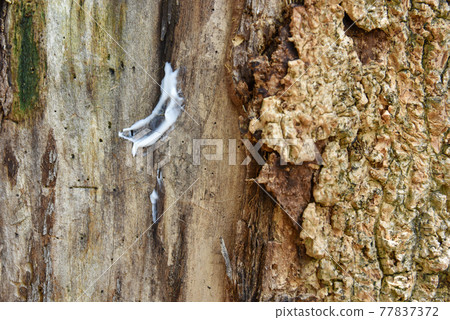 a lotion cream apply to the tree trunk skin is diseased, a sick tree and skin care healing concept 77837372
